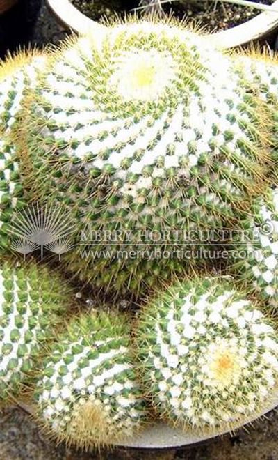 Cactus spp 11